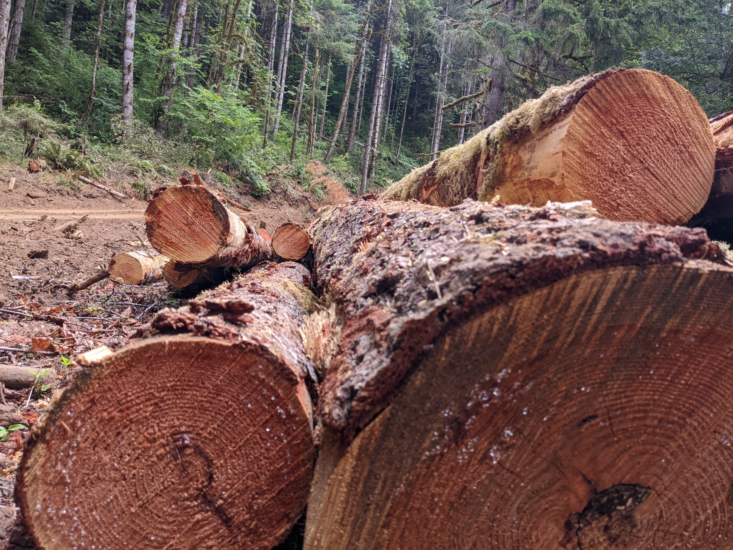 Plan to reduce logging, protect habitat in Oregon’s western state forests passes on split vote – Gales Creek Journal